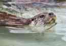 River otter (popey, rendes vidra)